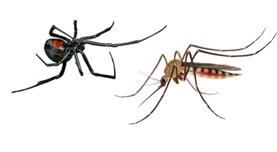 Spiders and Mosquitoes - Mosquito Control in Utah