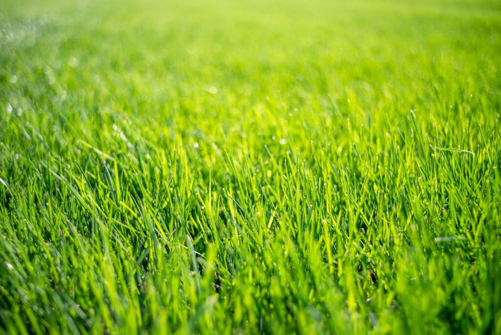 Green grass background with sunlight shining on it, perfect for liquid lawn aeration and soil conditioner.