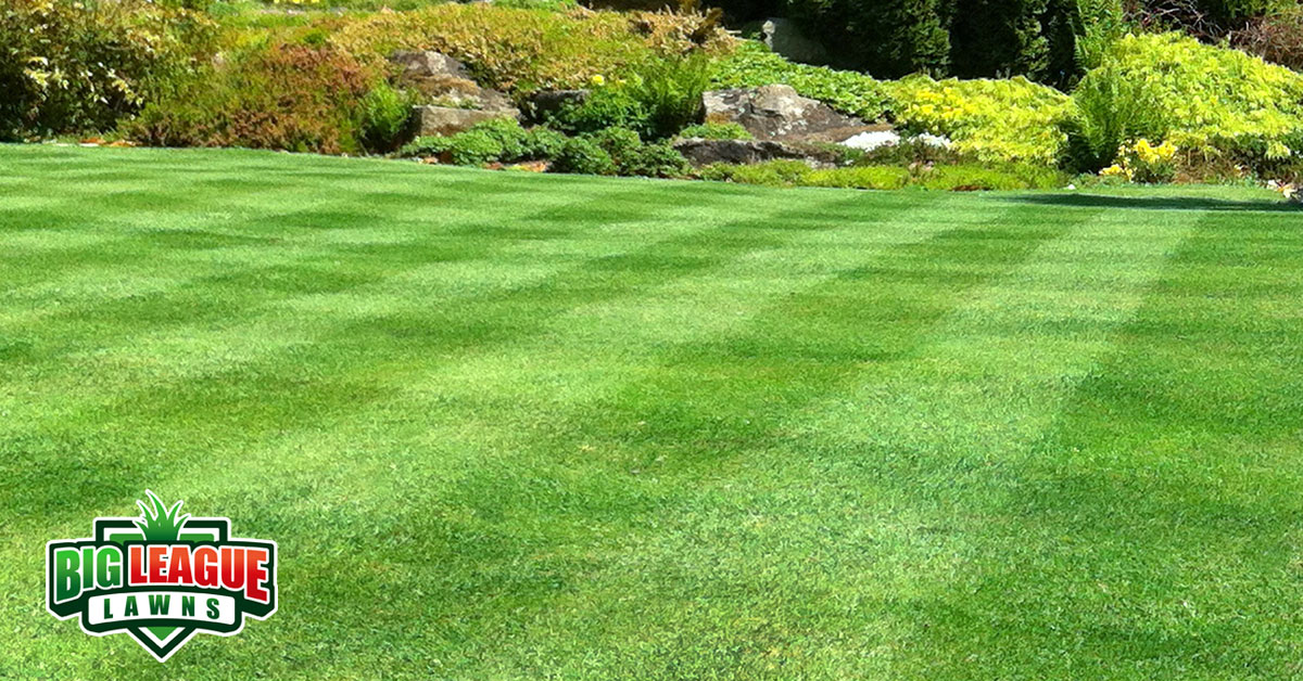 Lush, Green Grass  - 5 Simple Tips to Make Your Grass Green in Utah