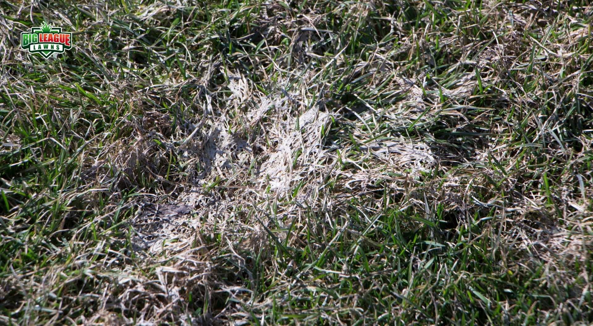 Lawn Fungus or Snow Mold on Grass