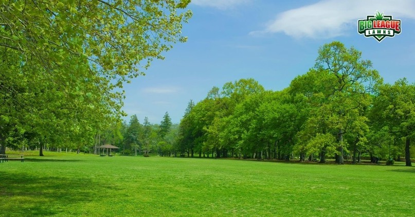 Lush Green Lawn During Summertime
