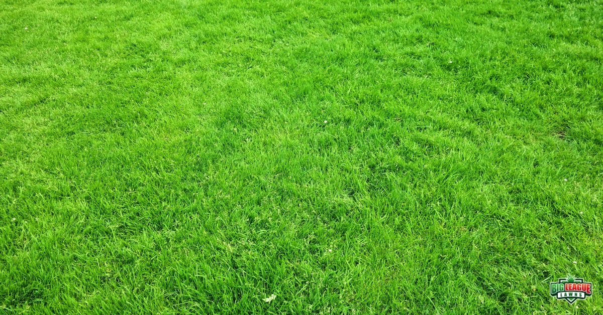 How to Maintain Grass, Grow Your Lawn, Make It Green and Thick 
