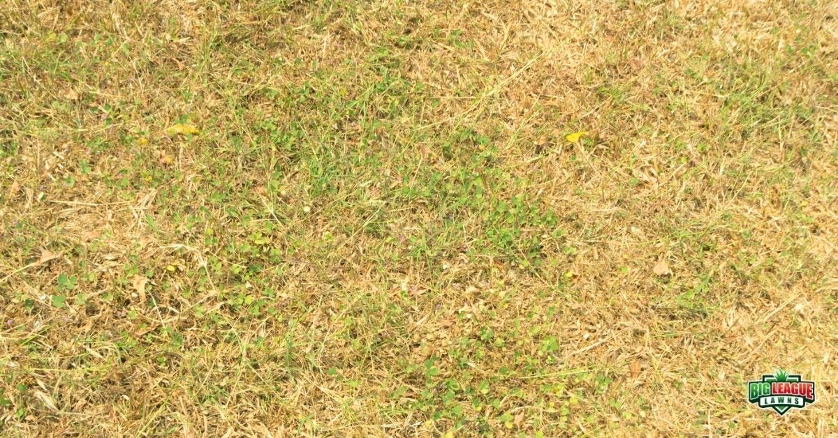 Why Is My Grass Turning Yellow?