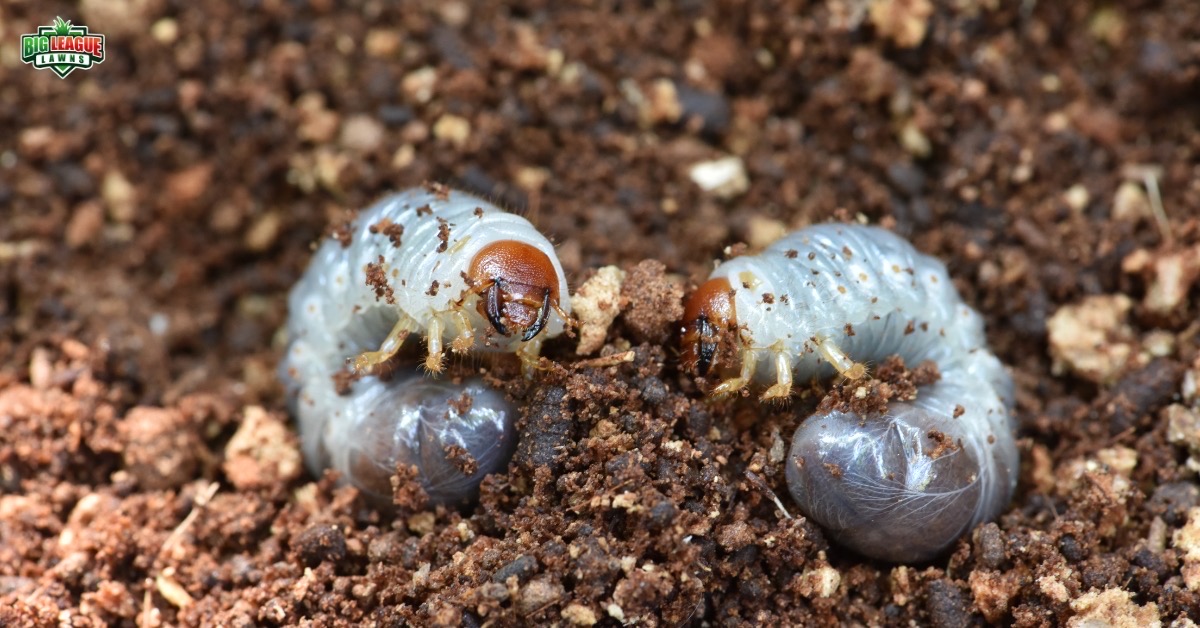 Two brown and white worms in the dirt under a lawn.