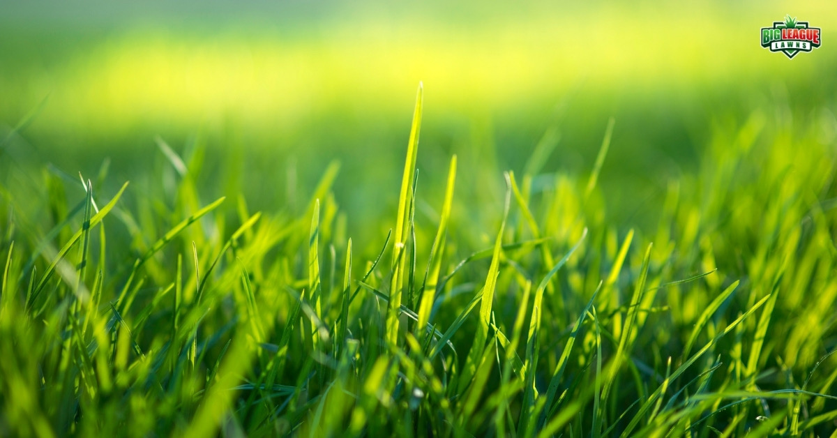 Tips To Take Care Of Your Grass