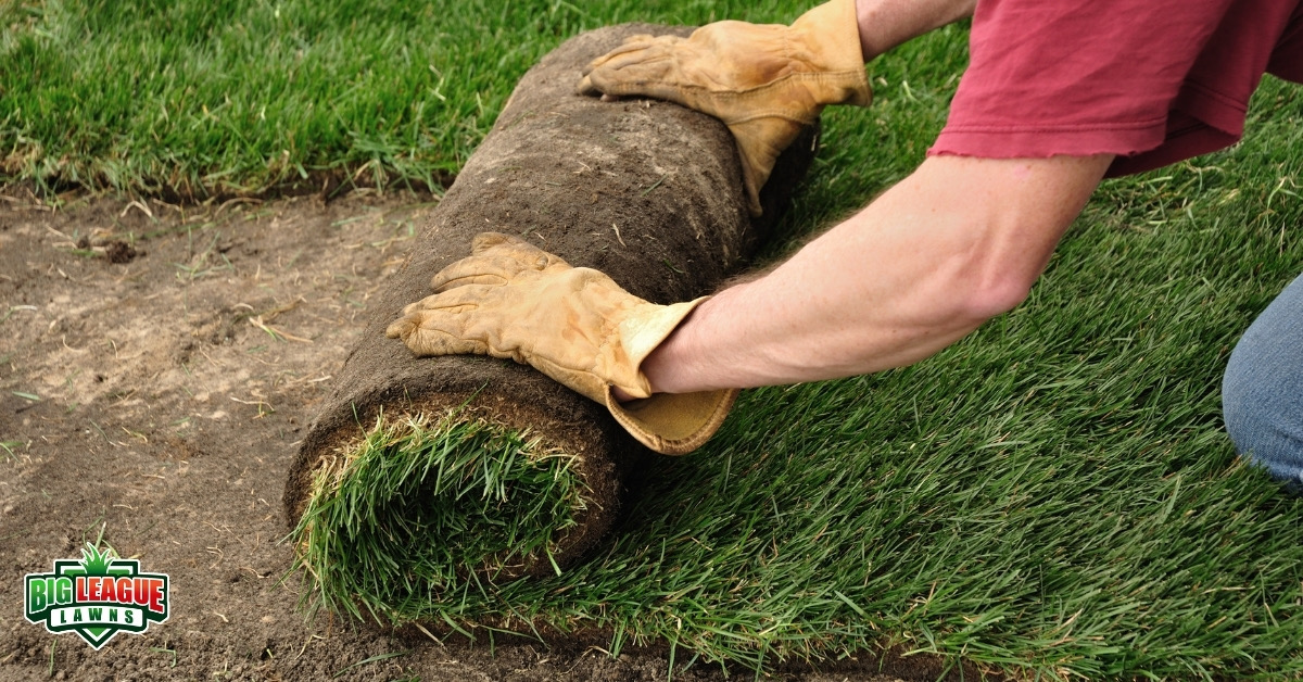 How to Take Care of Freshly Laid Sod