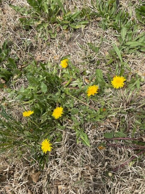Yellow flowers blooming in green grass.