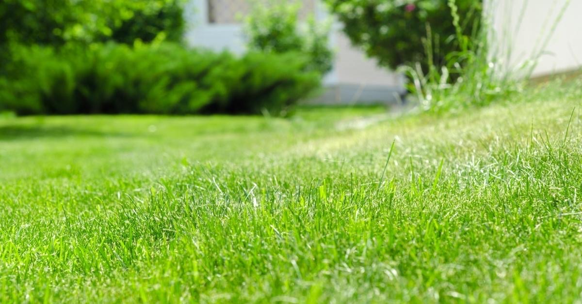 Call for Affordable Lawn Care Services in Clearfield, Utah