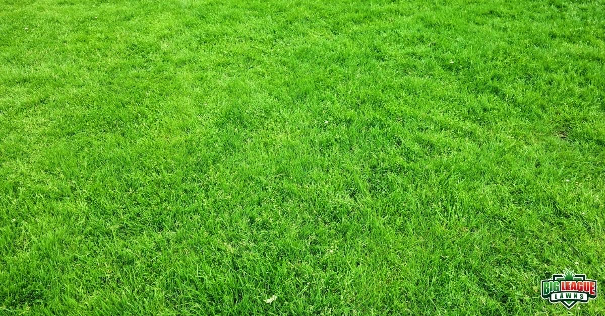 A close up of a green grass field, perfect for lawn care services or lawn fertilization service marketing.
