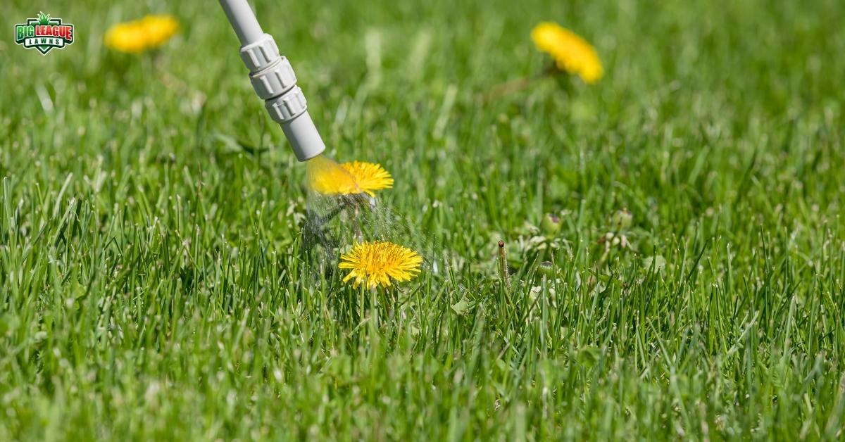 Big League Lawns - Expert in Weed Control Services in Utah