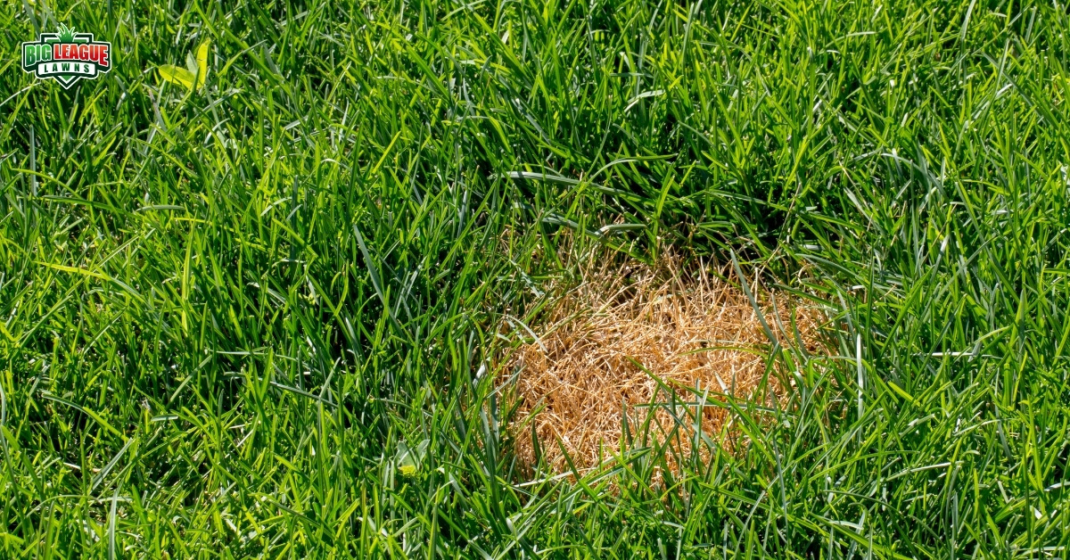 Lawn Fungus Identification and Lawn Disease Control & Treatment