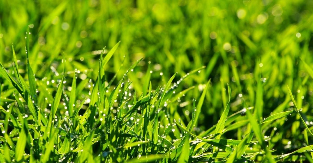 Call Now for Best Lawn Care Services in West Haven, Utah