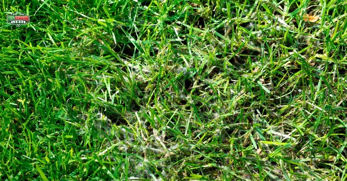 Leaf Spot and  Snow Mold  - Common Lawn Diseases 
