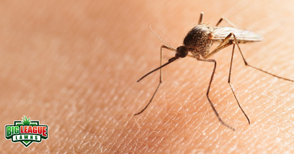 Mosquito - Avoid Mosquito bites - Big League Lawns in Ogden, Utah
