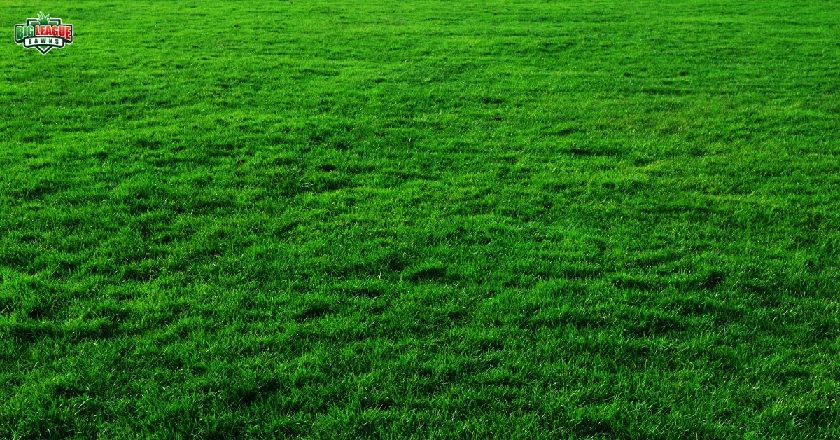 Big League Lawns - Top Choice for Residential Lawn Care Services in Utah
