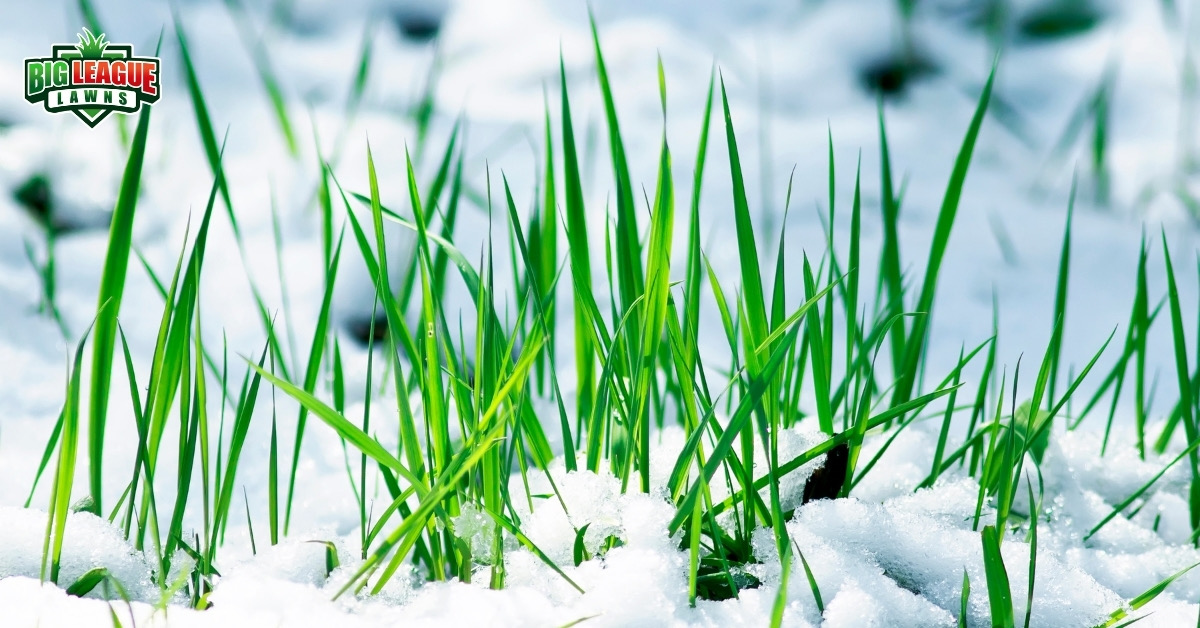 Contact the Top Winter Lawn Care Services Company Today!