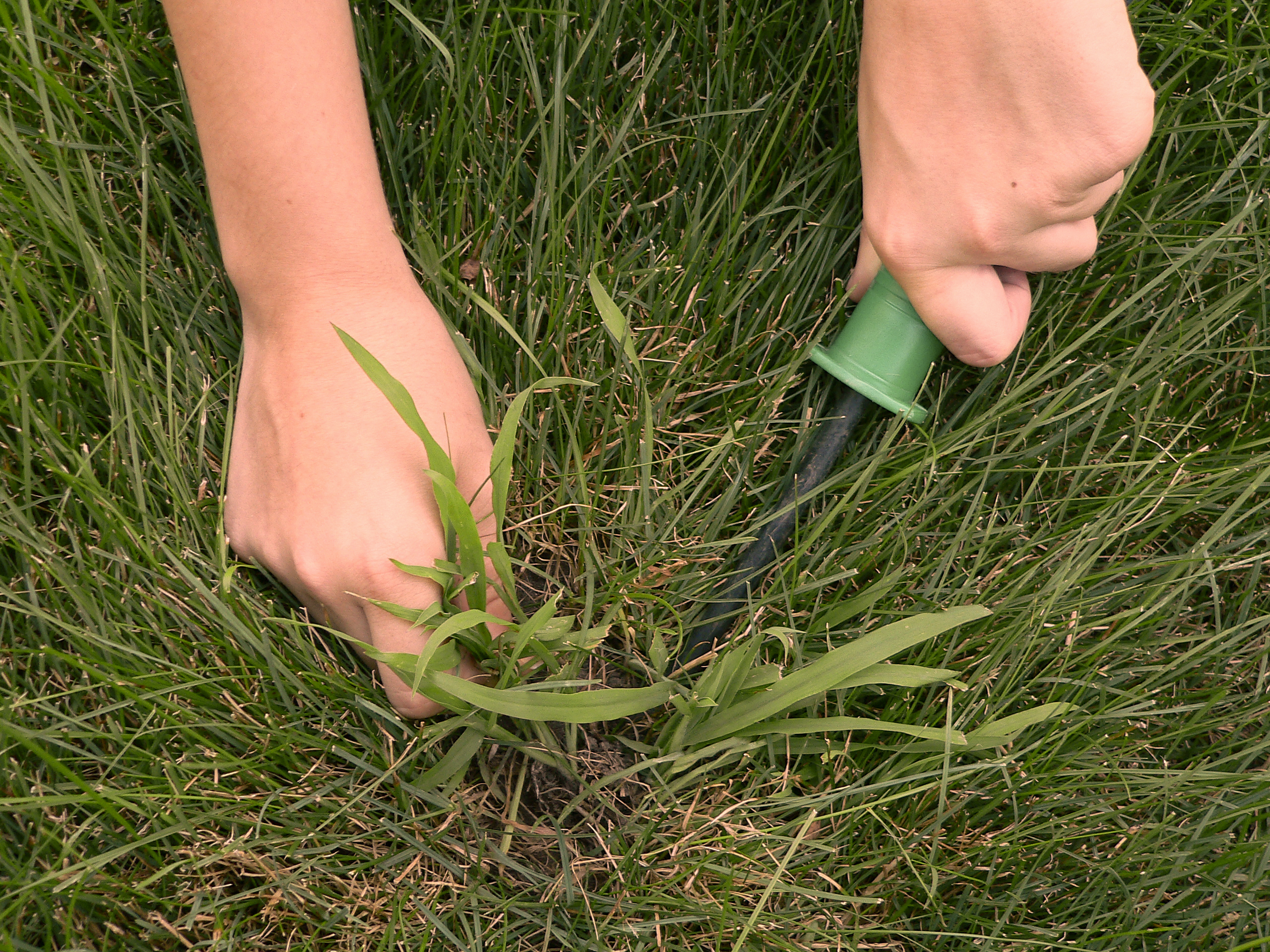 Removing crabgrass photo - Best way to get rid of crabgrass