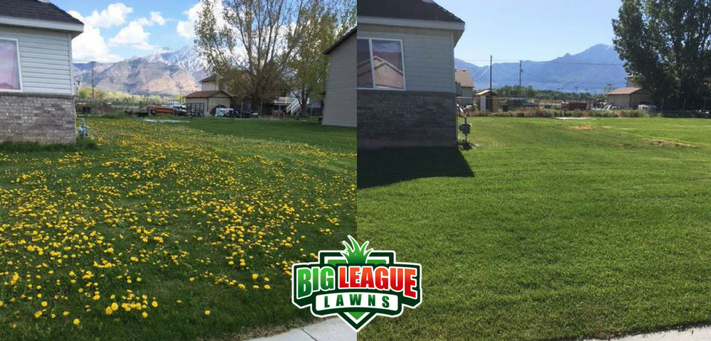 Before and after lawn weed control photo - Big League Lawns Ogden, Utah